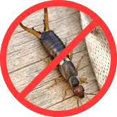 Двухвосток БелДезЦентр