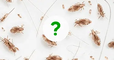 Услуги дезинсекции в Республике Беларусь