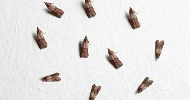 Услуги дезинсекции в Республике Беларусь