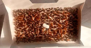 Услуги дезинсекции в Республике Беларусь